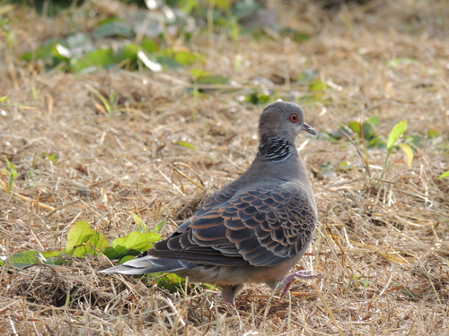 鳴き声 キジバト