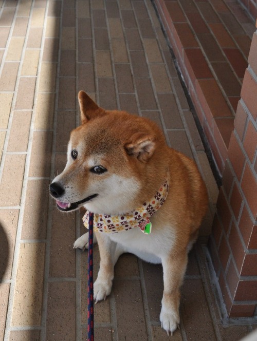 びびり屋かぼちゃん_a0126590_21504456.jpg