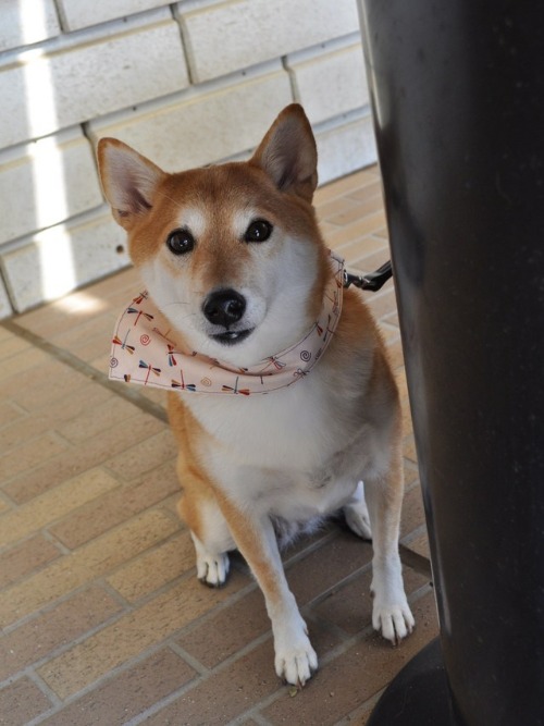 びびり屋かぼちゃん_a0126590_21521765.jpg