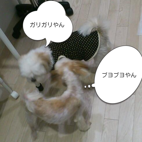 b0237894_20295128.png