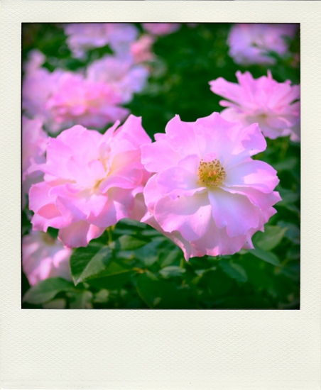 神代植物公園　秋のバラフェスタ_d0025294_1545965.jpg