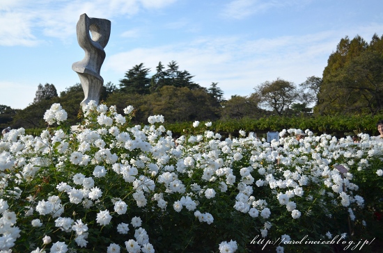 神代植物公園　秋のバラフェスタ_d0025294_1546177.jpg