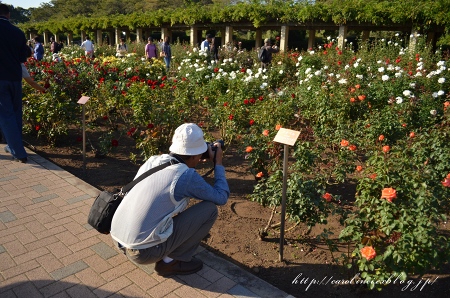 神代植物公園　秋のバラフェスタ_d0025294_1546375.jpg