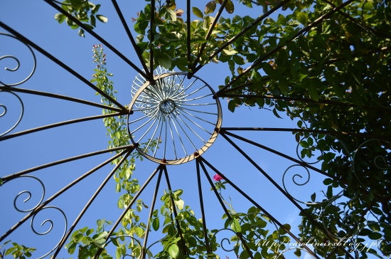 神代植物公園　秋のバラフェスタ_d0025294_1548445.jpg