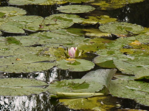 c0090198_21719.jpg
