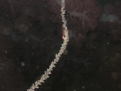 e0115199_17161715.jpg