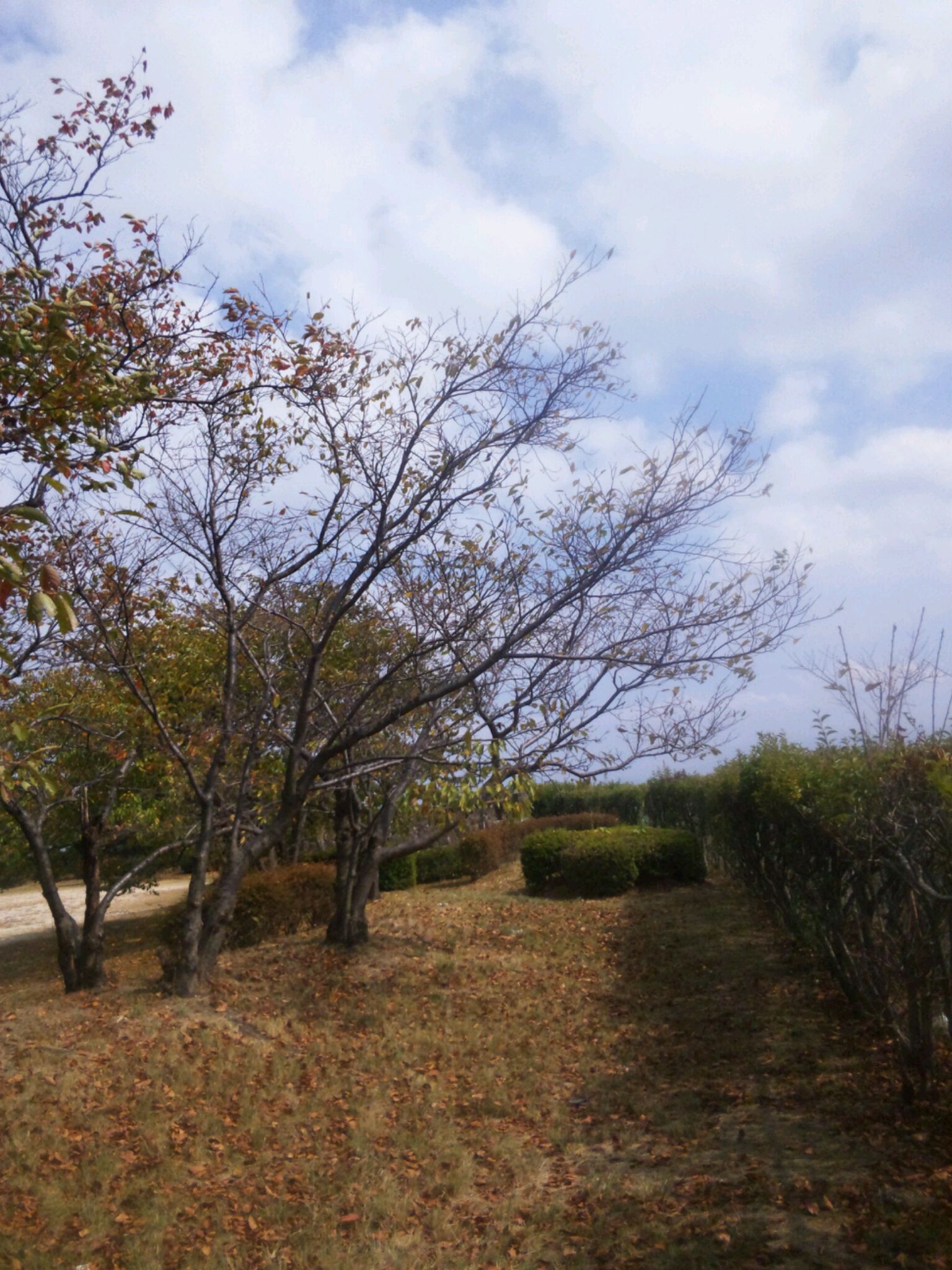 さわやかな公園でリラクゼーション？！_a0075802_2126774.jpg