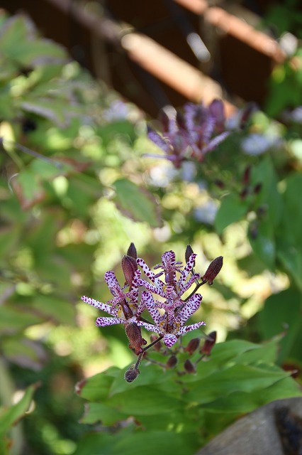 a0123003_21481677.jpg