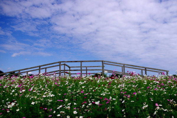 d0171803_7553361.jpg