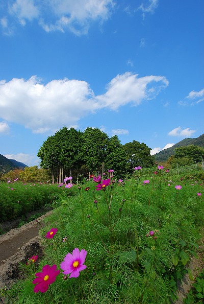 秋の気配　－　三千院_a0114714_18274097.jpg