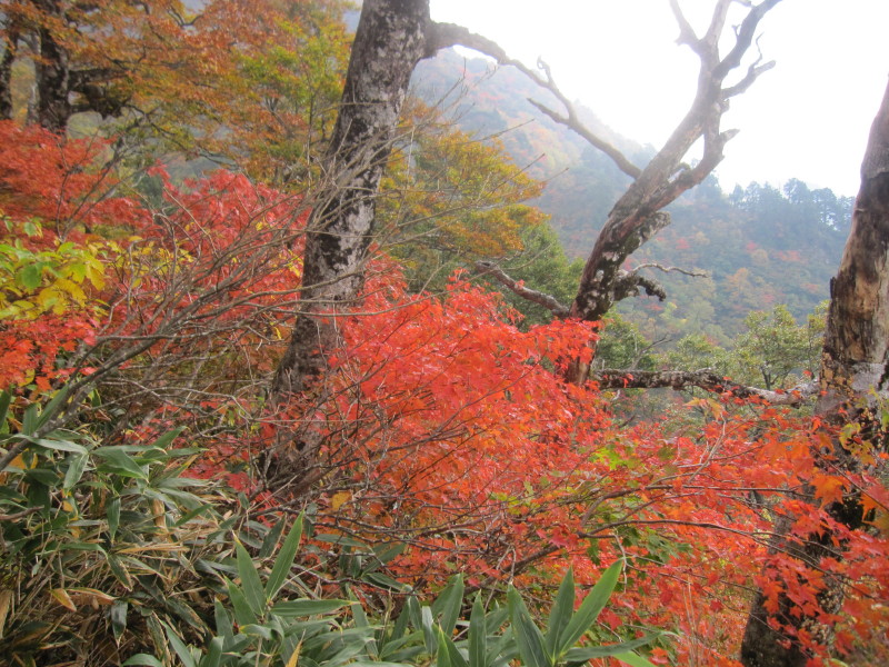 荒島岳の紅葉レポ 2012_d0103314_22161295.jpg