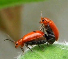 ウリハムシの..._a0043520_20165762.jpg
