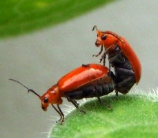 ウリハムシの..._a0043520_2021156.jpg