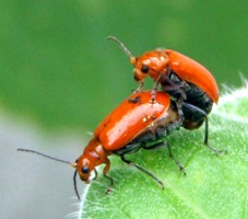 ウリハムシの..._a0043520_2022048.jpg