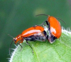 ウリハムシの..._a0043520_2023030.jpg