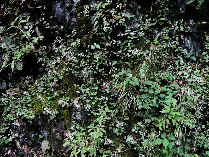 c0085622_20173553.jpg