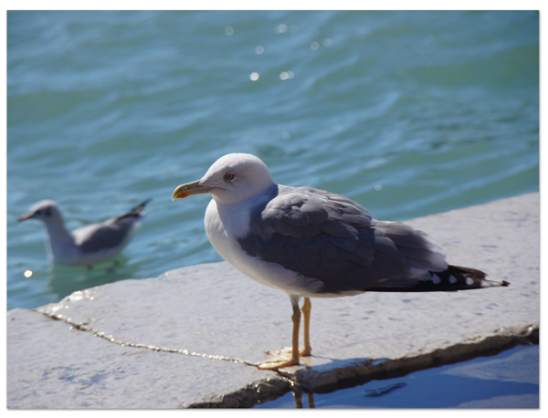 エーゲ海・アドリア海クルーズ(28)  激うまティラミス_d0210324_655518.jpg