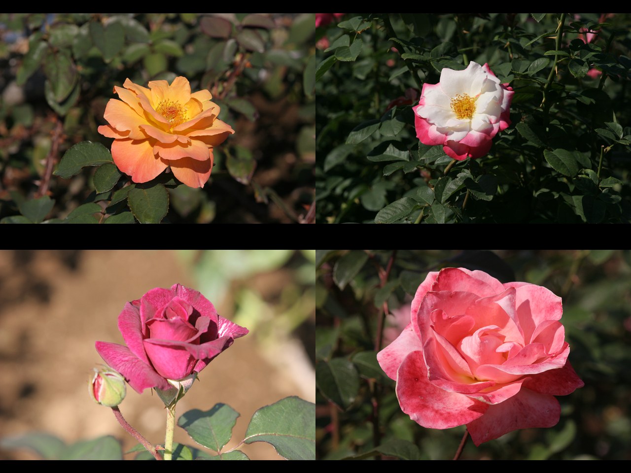 神代植物公園秋のバラ祭り_b0047738_101754.jpg