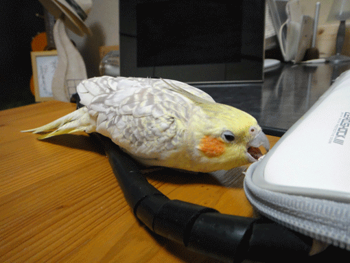 a0056140_1659129.gif