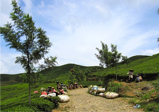 Puncak Tea Plantation_d0106242_19495684.jpg