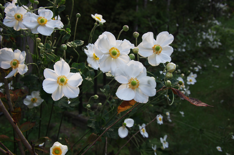 秋の花・常照寺_f0155048_22245375.jpg
