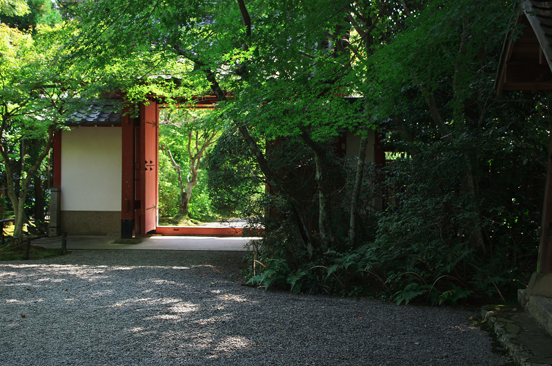 秋の花・常照寺_f0155048_22272513.jpg