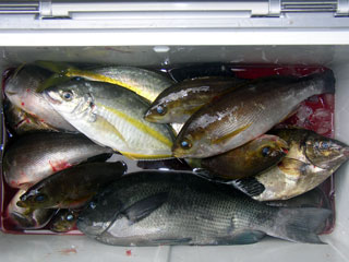 徳島県日和佐磯 ジンエイ 耕ちゃんの釣りごろ食べごろ 徳島県日和佐磯 ジンエイ 耕ちゃんの釣りごろ食べごろ