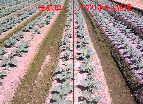 暑い時期の定植は活着をスムーズに！！_b0164360_1611051.jpg