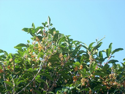 c0153173_2111861.jpg