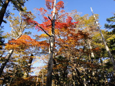 快晴の大台ケ原（奈良県上北山村・三重県大台町）_d0182075_5205376.jpg