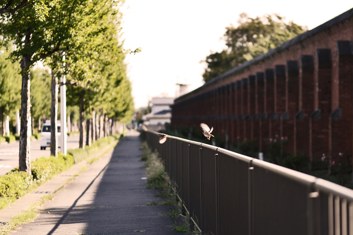 前橋お散歩ツアー 弐　 ～煉瓦と薔薇と～_b0260378_12282579.jpg