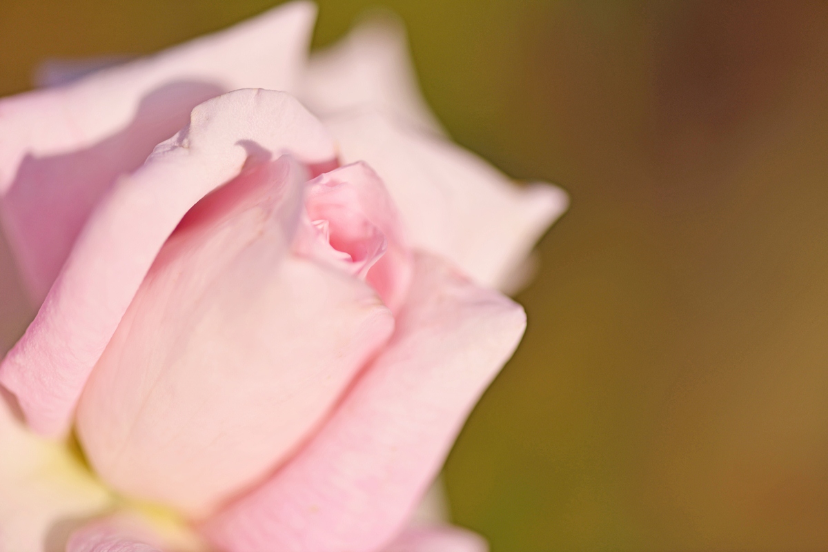 前橋お散歩ツアー 弐　 ～煉瓦と薔薇と～_b0260378_12294453.jpg