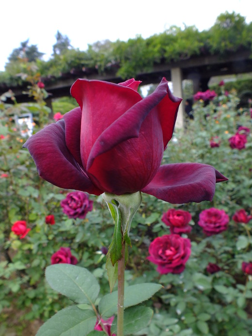 １０月１７日　神代植物公園のバラ観察　その１_e0145782_1748409.jpg