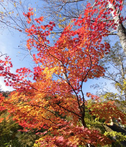 白山の紅葉_b0091187_21182094.jpg