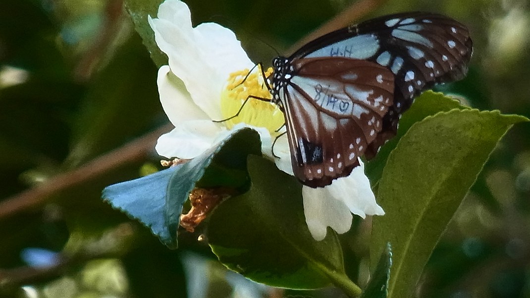 a0152692_20323877.jpg