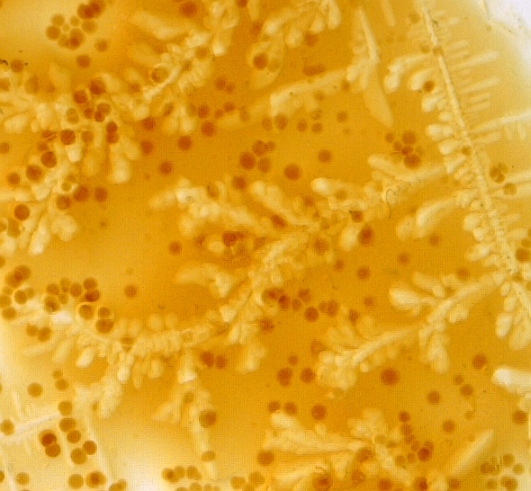 醤油の中の食塩の結晶 信頼の青いボディー マイクロスコープの斉藤光学