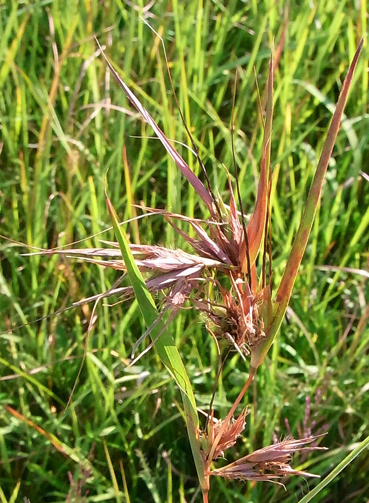 親愛なる、そのへんの植物-7 「メガルカヤ」_d0163696_19421049.jpg