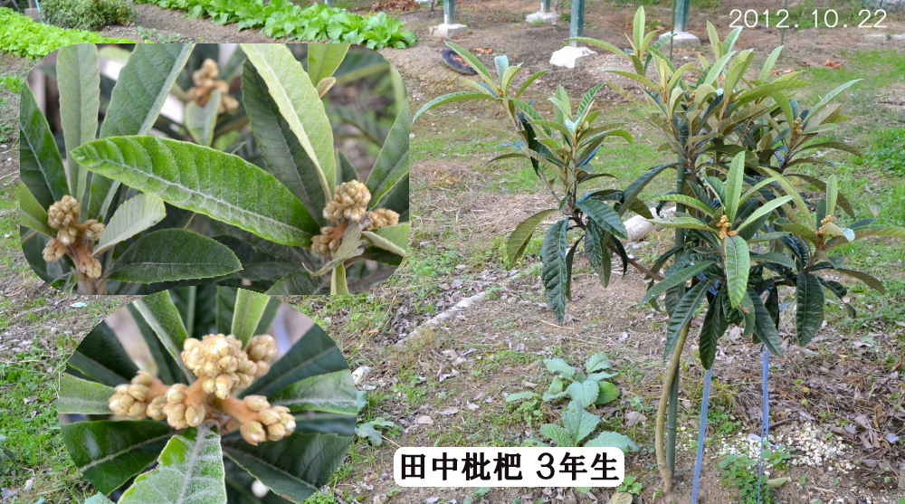 今年の 実生枇杷１０年生 と 田中枇杷３年生 多数の花芽は付いたが 趣味の 果樹 今年も ぶどう と 新たに 桜桃 に注力