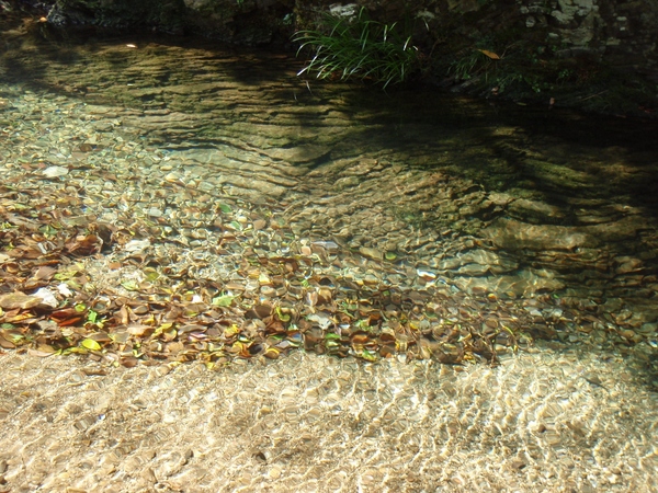 タキノタニ（ソトバ山）　八丁川沿いを歩く_b0039898_15142544.jpg