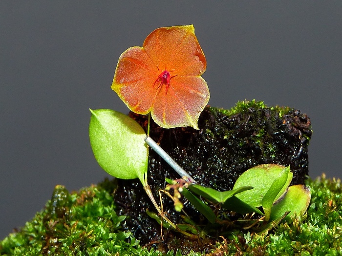 Lepanthes telipogoniflora (Q) : 花咲か父さん 洋らん栽培