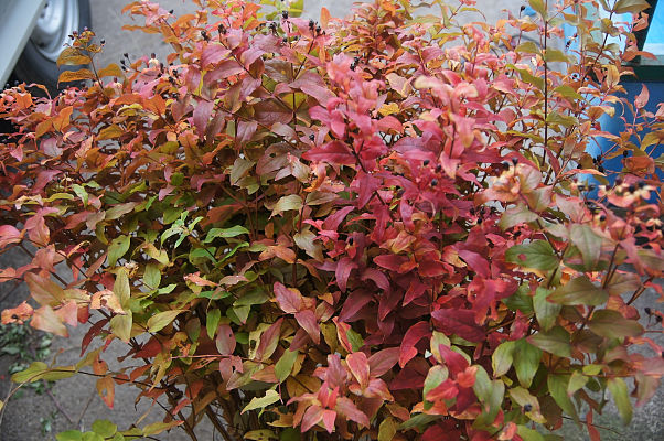 紅葉ヒペリカム 奥信濃から 花農家のフォトスケッチ 紅葉ヒペリカム 奥信濃から 花農家のフォトスケッチ