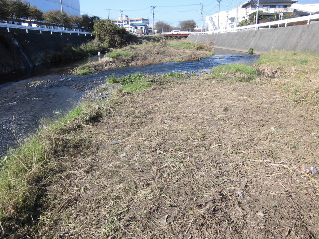 小潤井川で「菜の花」の種まき_f0141310_7444067.jpg