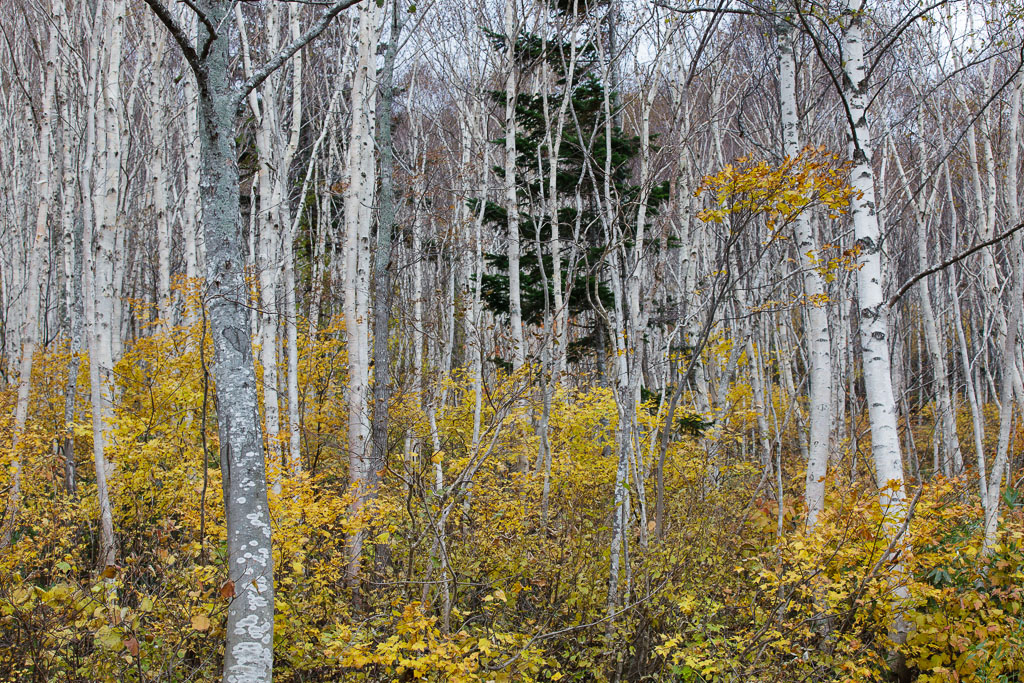 c0073613_021423.jpg