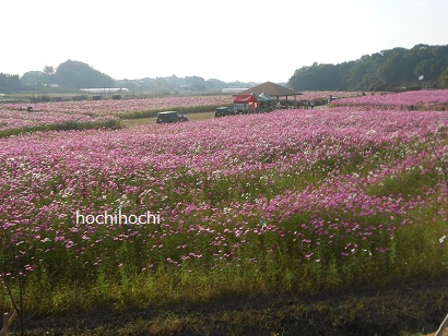 お花が笑った！　一面のコスモス　福津市西郷川花園_f0151213_19423041.jpg