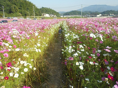 お花が笑った！　一面のコスモス　福津市西郷川花園_f0151213_19433651.jpg