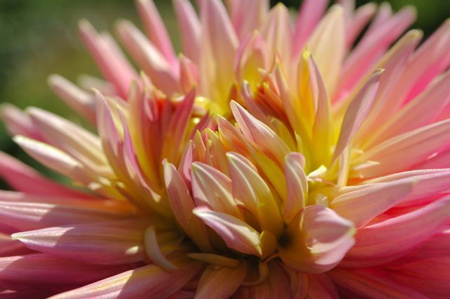 神代植物園の薔薇を見に、、、、_c0047919_13301567.jpg