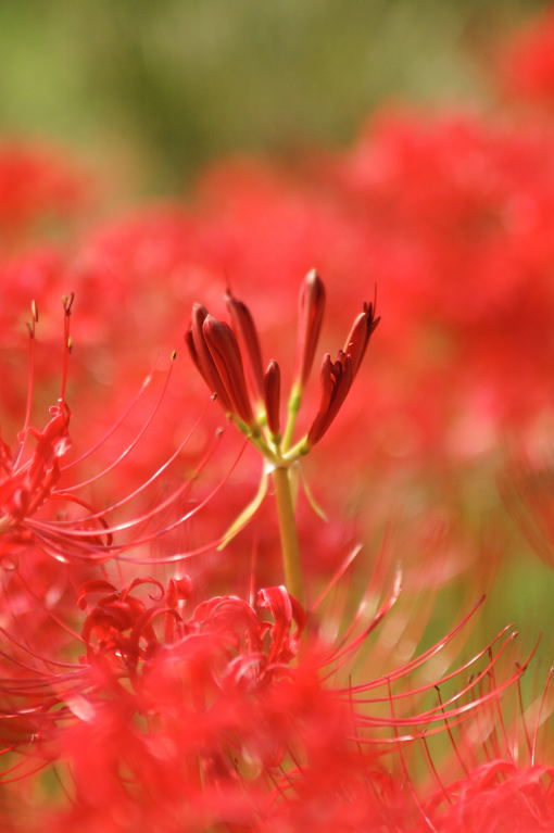 神代植物園の薔薇を見に、、、、_c0047919_13305335.jpg