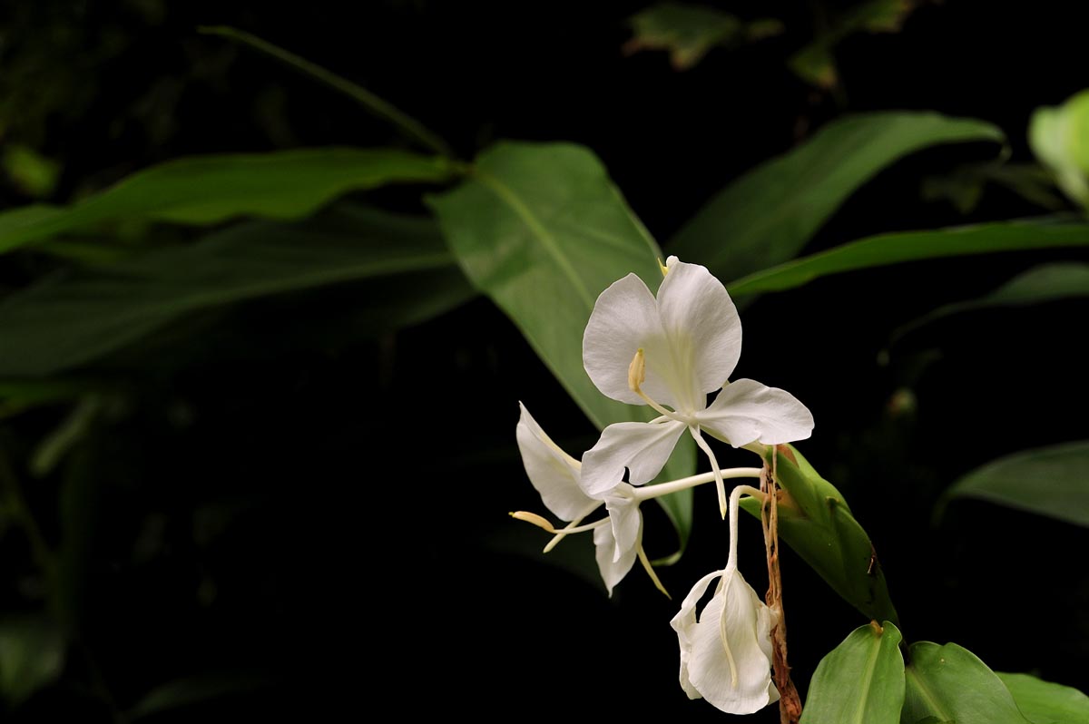 Ginger Lily_a0059621_18592632.jpg