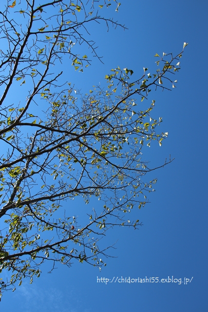 a0170321_22485476.jpg