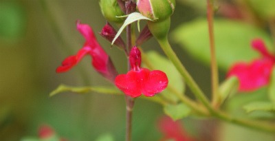 f0170524_1015437.jpg